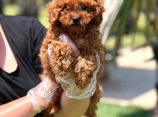 Oyuncak Ayıcık Görünümlü Red Poodle Yavrularımız