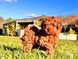 Poodle Çi̇fli̇ği̇nden Hari̇ka Bebekler