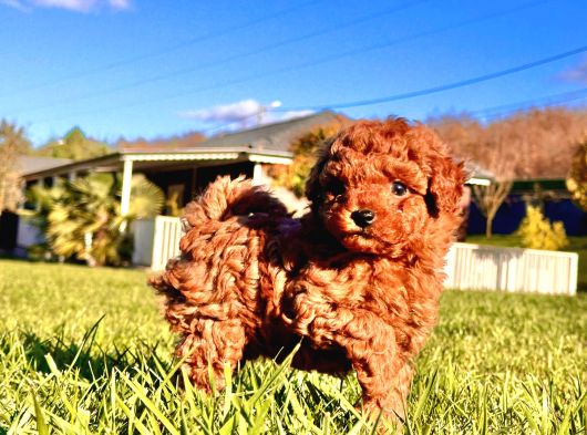 Poodle Çi̇fli̇ği̇nden Hari̇ka Bebekler görsel