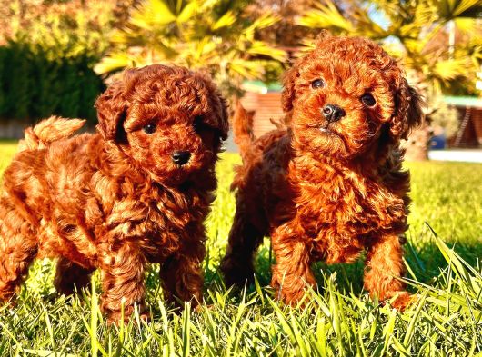 Poodle Çi̇fli̇ği̇nden Hari̇ka Bebekler