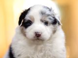 Avustralya Çoban Köpeği Yavruları