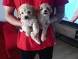 Maltipoo Yavrularımız Uygundur