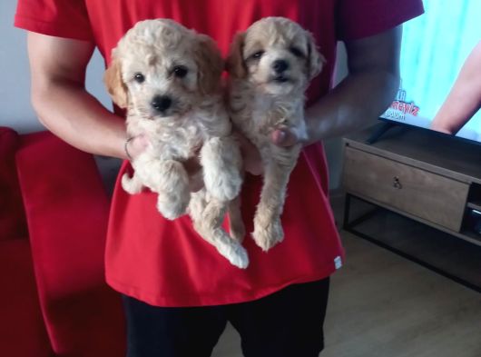Maltipoo Yavrularımız Uygundur görsel