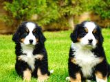 Bernese Mountain Dog Yavruları Istanbul