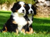 Bernese Mountain Dog Yavruları Istanbul
