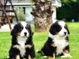 Bernese Mountain Dog Yavruları Istanbul