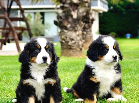 Bernese Mountain Dog Yavruları Istanbul görsel