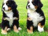 Bernese Mountain Dog Yavruları Istanbul