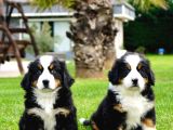 Bernese Mountain Dog Yavruları Istanbul