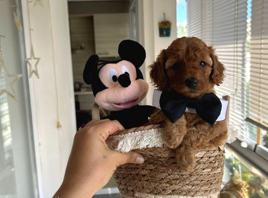 Erkek Toypoodle Yavrular görsel