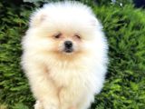 Ailenize Sevgi Katacak Minik Bir Dost Pomeranian Boo