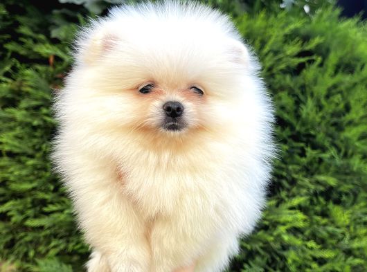 Ailenize Sevgi Katacak Minik Bir Dost Pomeranian Boo görsel