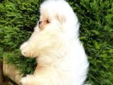 Ailenize Sevgi Katacak Minik Bir Dost Pomeranian Boo