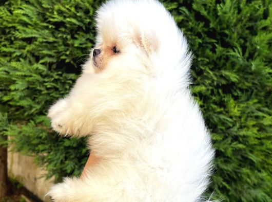 Ailenize Sevgi Katacak Minik Bir Dost Pomeranian Boo görsel