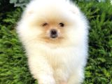 Ailenize Sevgi Katacak Minik Bir Dost Pomeranian Boo