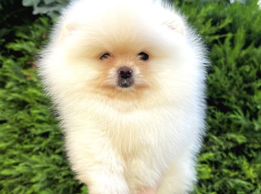Ailenize Sevgi Katacak Minik Bir Dost Pomeranian Boo