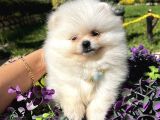 Ailenize Sevgi Katacak Minik Bir Dost Pomeranian Boo