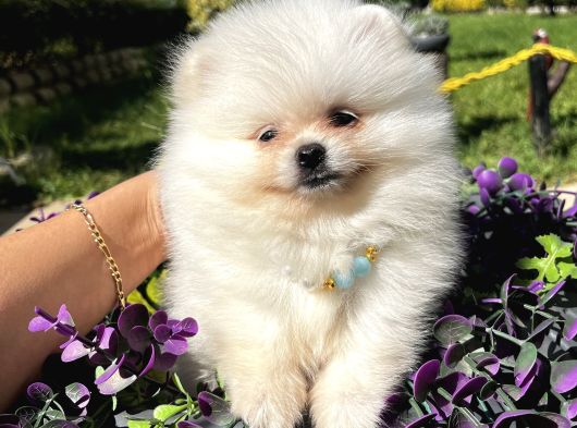 Ailenize Sevgi Katacak Minik Bir Dost Pomeranian Boo görsel