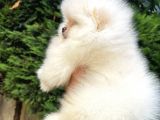 Ailenize Sevgi Katacak Minik Bir Dost Pomeranian Boo
