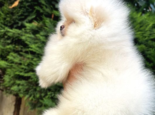 Ailenize Sevgi Katacak Minik Bir Dost Pomeranian Boo görsel