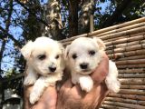 Pamuk Gibi Maltese Terrier Yavrularımız