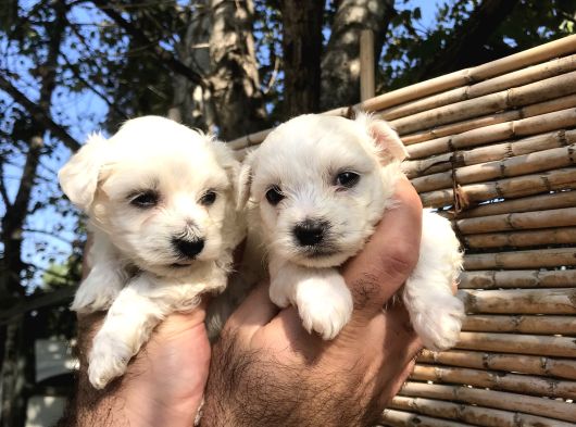 Pamuk Gibi Maltese Terrier Yavrularımız