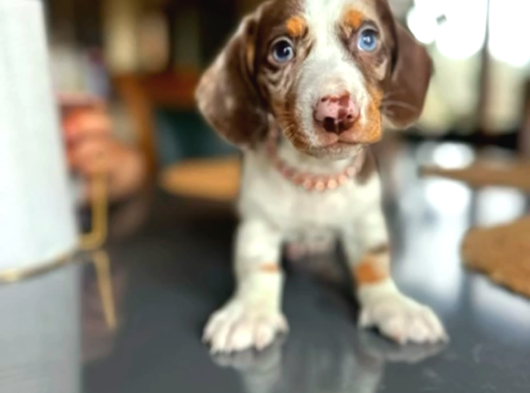 En Özeli̇nden Choco Dapple  Dacshund Sosi̇s Aşili Yavrumuz görsel