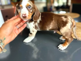 EN ÖZELİNDEN CHOCO DAPPLE  DACSHUND SOSİS AŞILI YAVRUMUZ