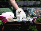 Boo Pomeranian Safkan Ayi Surat Yavrularımız