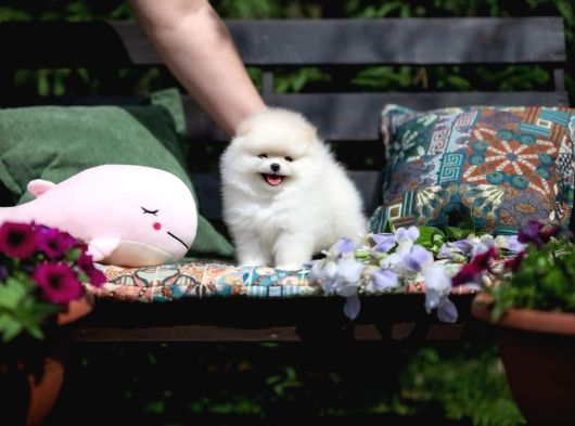 Boo Pomeranian Safkan Ayi Surat Yavrularımız