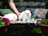 Boo Pomeranian Safkan Ayi Surat Yavrularımız