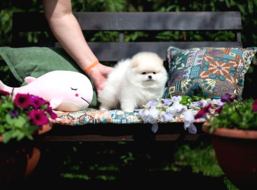 Boo Pomeranian Safkan Ayi Surat Yavrularımız görsel