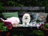 Boo Pomeranian Safkan Ayi Surat Yavrularımız