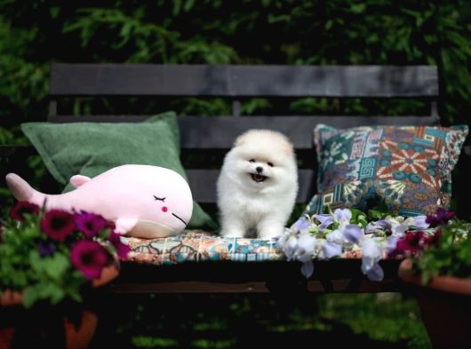 Boo Pomeranian Safkan Ayi Surat Yavrularımız görsel