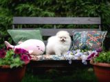 Boo Pomeranian Safkan Ayi Surat Yavrularımız