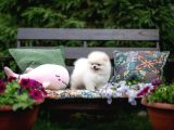 Boo Pomeranian Safkan Ayi Surat Yavrularımız
