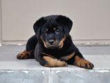 A Kalite Dişi Erkek Rottweiler Yavrularımız