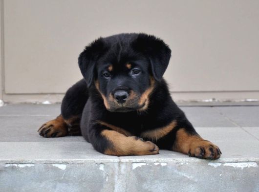 A kalite dişi erkek rottweiler yavrularımız