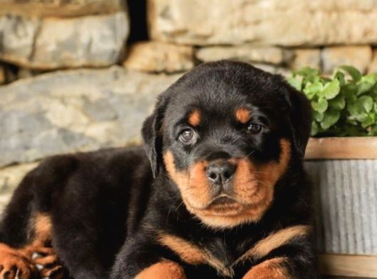 A Kalite Dişi Erkek Rottweiler Yavrularımız görsel