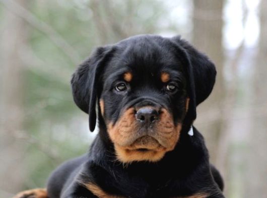 A Kalite Dişi Erkek Rottweiler Yavrularımız görsel