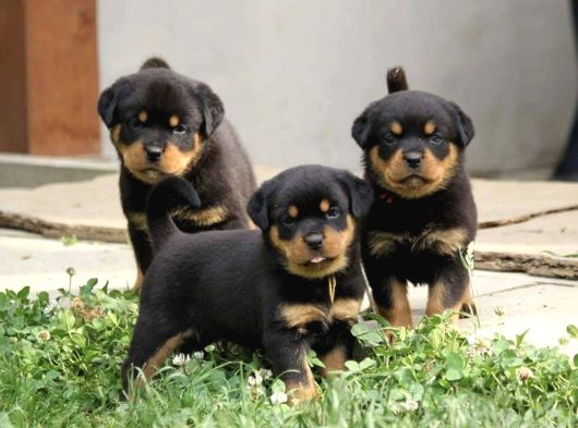 A Kalite Dişi Erkek Rottweiler Yavrularımız görsel