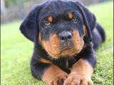 A Kalite Dişi Erkek Rottweiler Yavrularımız