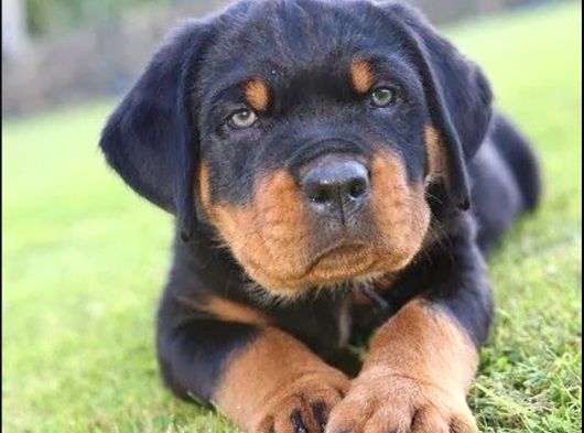 A Kalite Dişi Erkek Rottweiler Yavrularımız görsel