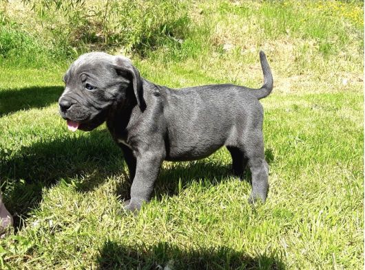 A Kalite Blue Ve Black Cane Corso Yavrularımız görsel