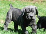 A Kalite Blue Ve Black Cane Corso Yavrularımız