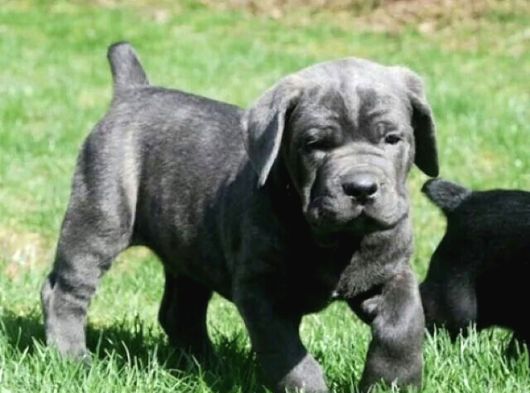A Kalite Blue Ve Black Cane Corso Yavrularımız görsel