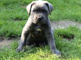 A Kalite Blue Ve Black Cane Corso Yavrularımız