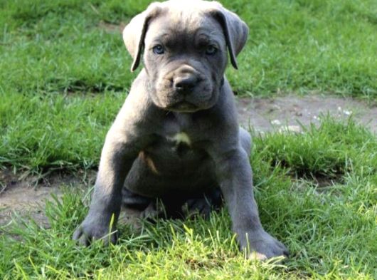 A Kalite Blue Ve Black Cane Corso Yavrularımız görsel