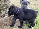 A Kalite Blue Ve Black Cane Corso Yavrularımız
