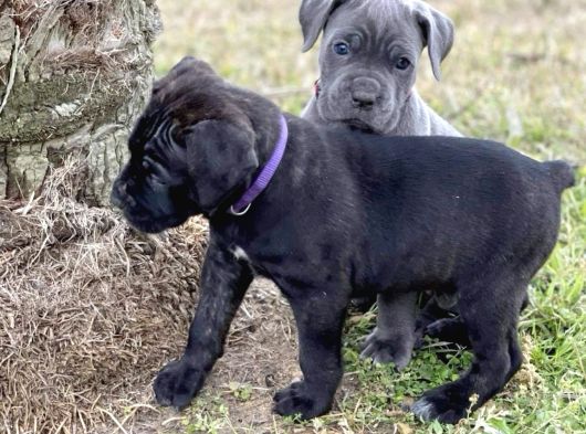 A Kalite Blue Ve Black Cane Corso Yavrularımız görsel